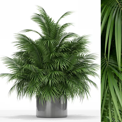 Lush Green Potted Palm Plant with Dense Foliage in Gray Container for Indoor Decor 3d model