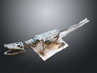 Complete Dinosaur Skeleton Fossil Displayed With Detailed Bone Structure On White Base 3d model