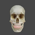 Detailed Human Skull 3D Render With Bone Color And Dark Background 3d model