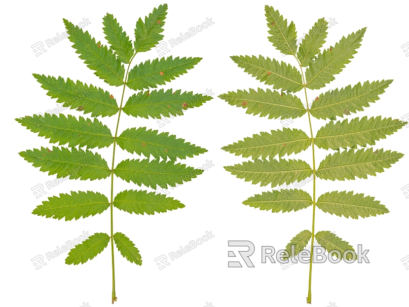 Modern leaves model