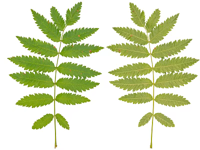 Two Green Feathery Leaves Natural Plant Foliage Isolated On White Background 3d model