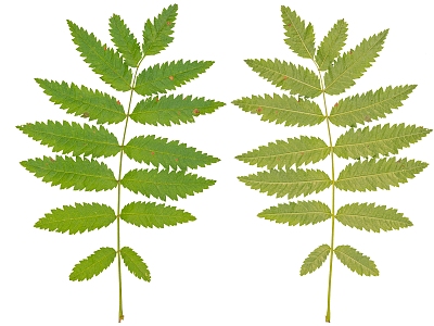 Modern leaves model