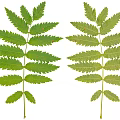 Two Green Feathery Leaves Natural Plant Foliage Isolated On White Background