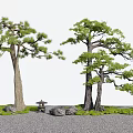 Two Tall Trees In Garden With Green Grass Stones And Stone Lantern On Gravel Ground