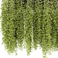 Hanging Basket Plants With Lush Green Trailing Vines And Abundant Leaves