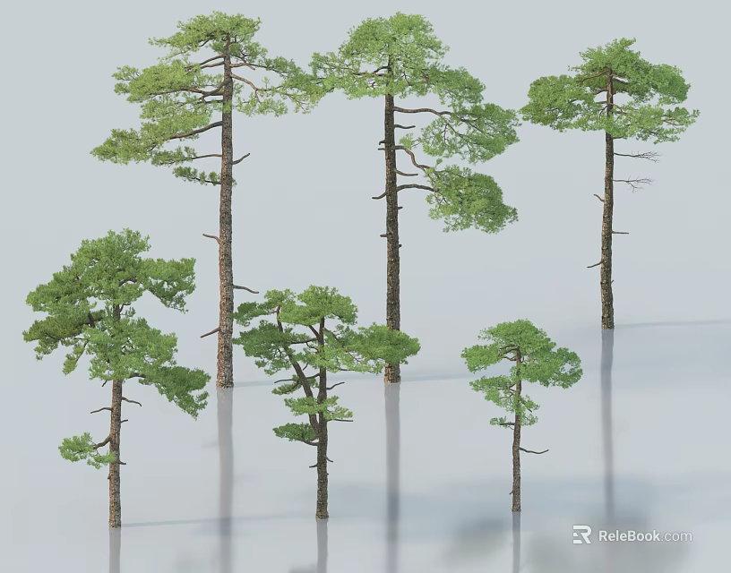 Various Pine Trees With Different Heights And Green Canopies On Light Surface 3d model