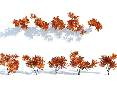 Several Orange Foliage Shrubs In Autumn With Shadows On White Background 3d model