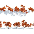 Several Orange Foliage Shrubs In Autumn With Shadows On White Background