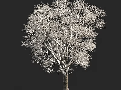 Leafless Arbor With Detailed Trunk And Branches Isolated On Black Background 3d model
