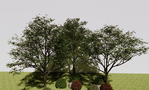 modern tree arbor hackberry 3d model