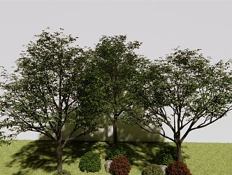 modern tree arbor hackberry 3d model