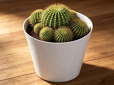Cactus Potted Plant in White Pot on Wooden Tabletop with Multiple Cacti for Indoor Decor 3d model