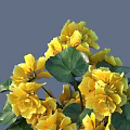 Vibrant Yellow Flowers with Lush Green Leaves in Natural Garden Setting
