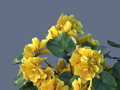 Vibrant Yellow Flowers with Lush Green Leaves in Natural Garden Setting 3d model