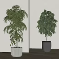 Tall Leafy Potted Plants in White Textured and Dark Gray Pots for Indoor Modern Decor