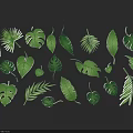 Green Tropical Leaf Wall Decor With Various Plant Leaf Shapes 3d model