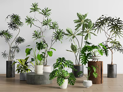 Various Bonsai Potted Plants Featuring Lush Green Foliage In Ceramic And Wooden Planters On Stands 3d model