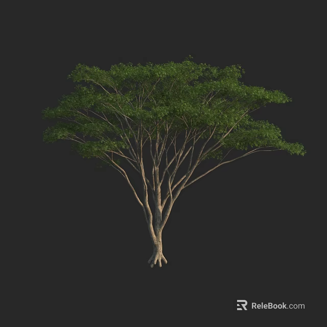 Arbor With Multiple Trunks And Lush Green Foliage On Black Background 3d model