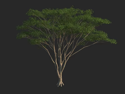 Arbor With Multiple Trunks And Lush Green Foliage On Black Background 3d model