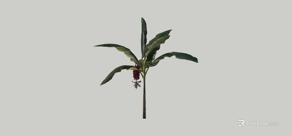 Green Leaf Shrub With Red Fruits And White Small Flowers In Garden 3d model 