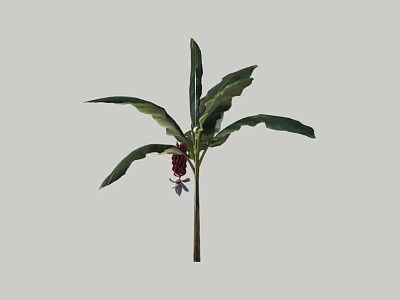 Green Leaf Shrub With Red Fruits And White Small Flowers In Garden 3d model