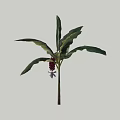 Green Leaf Shrub With Red Fruits And White Small Flowers In Garden