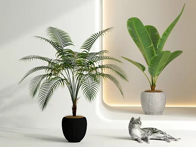 Indoor Potted Plants with Tropical Palm Large Banana Leaves in Black Gray Pots Near Cat 3d model