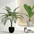 Indoor Potted Plants with Tropical Palm Large Banana Leaves in Black Gray Pots Near Cat