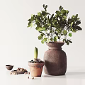 Rustic Terracotta Vase With Green Leafy Plant And Small Sprouting Pot On White Table