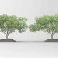 Two Arbor Trees With Green Leaves And Lush Canopy On Stone Base 3d model