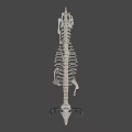 Deer Skeleton Display Showing Detailed Bone Structure And Natural Stance 3d model