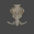 Prehistoric Animal Fossil Skull With Curved Horns And Detailed Bone Structure