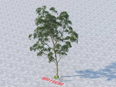Healthy Tall Melaleuca Tree With Lush Green Leaves On Paved Surface 3d model