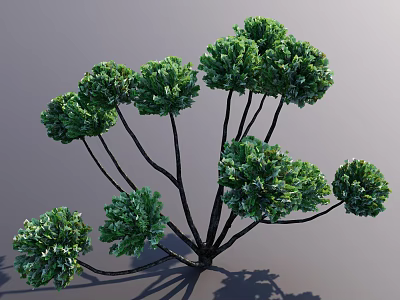 Healthy Lush Green Shrub With Multiple Spherical Canopies And Black Branches 3d model