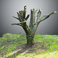 Natural Leafless Wooden Tree Trunk Surrounded By Green Grass And Fresh Soil In Outdoor View