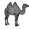 Detailed Silver Metallic Camel Figure Standing On Plain White Background 3d model