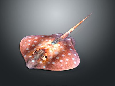 Manta Ray Batfish Aoate Fish Cartoon Aoate Fish Animation Aoate Fish Aoate Fish Expression Package Animation Character 3d model