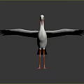 White Stork With Black Wings Red Beak And Spread Wings On Gray Background