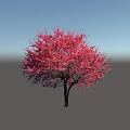 Pink Flowering Tree With Lush Pink Blossoms And Black Trunk