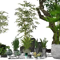 Bonsai and Potted Plants with Various Greenery Stones and Natural Shadow Effects