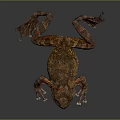 Detailed Brown And Orange Spotted Frog With Textured Skin On Dark Background