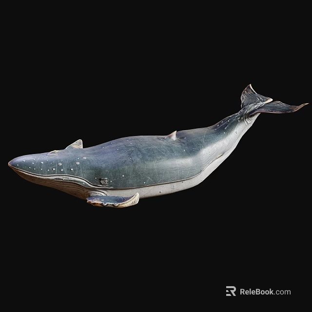 Blue Gray Whale Marine Animal Sculpture With White Underbelly And Detailed Fins 3d model