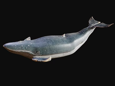 Blue Gray Whale Marine Animal Sculpture With White Underbelly And Detailed Fins 3d model