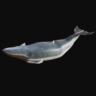 blue whale whale 3d model