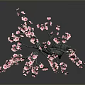 Ornamental Tree With Curved Trunk And Blooming Pink Flowers Against Dark Background