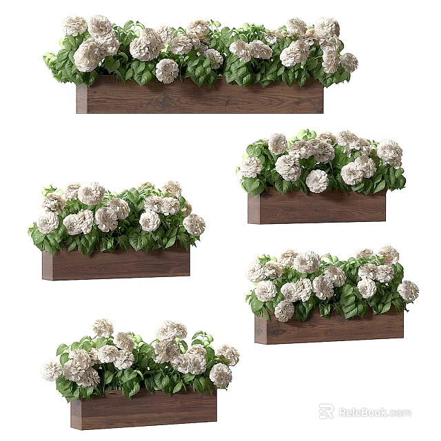 Lush White Hydrangea Potted Plants In Rectangular Wooden Planters With Green Leaves 3d model 