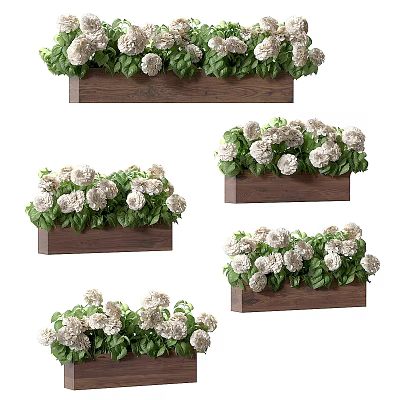 Lush White Hydrangea Potted Plants In Rectangular Wooden Planters With Green Leaves 3d model