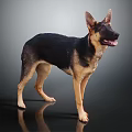 Alert German Shepherd Dog Standing On Reflective Black Surface With Grey Gradient Background 3d model