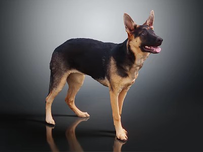 Modern Dog Shepherd Pet 3d model