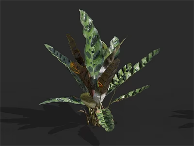 Tropical Foliage Plant Featuring Broad Variegated Green And Brown Leaves 3d model